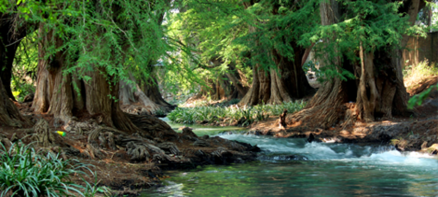 Paseo de los Ahuehuetes